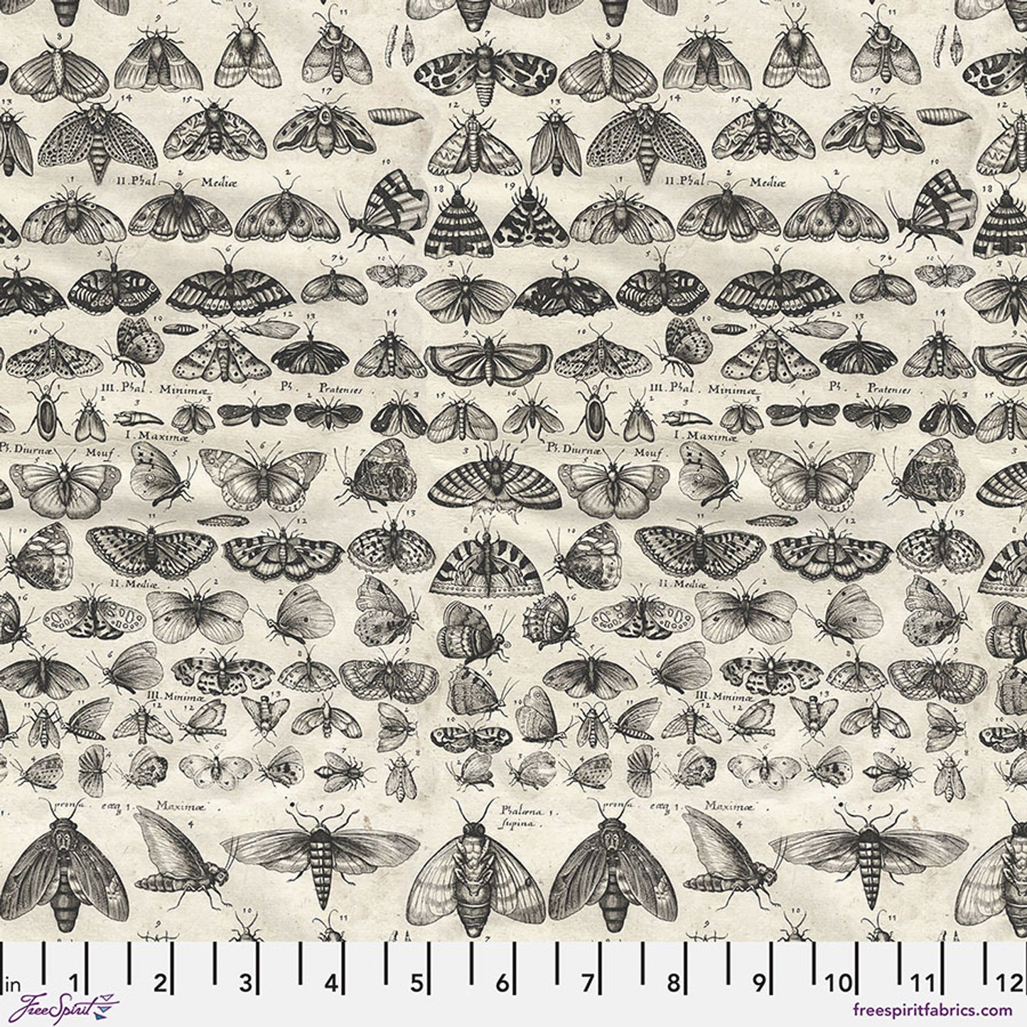 Charcoal - Moths || Palette Charcoal