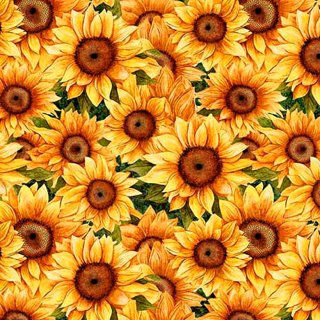 SUNFLOWER SERENADE-PACKED SUNFLOWERS-GREEN