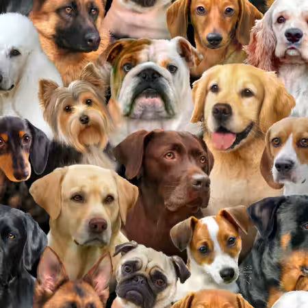 Black Packed Dogs