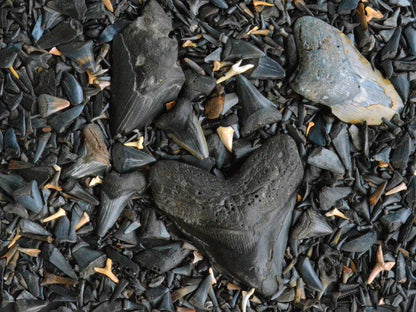 Fossilized Shark's Teeth 550 Piece Puzzle