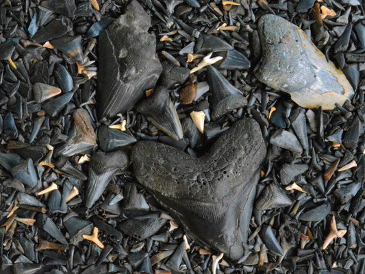 Fossilized Shark's Teeth 550 Piece Puzzle
