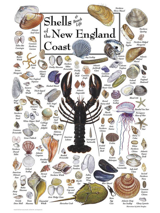 Shells of the New England Coast Puzzle