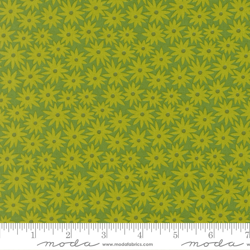 Scenery Sedum - Limeade