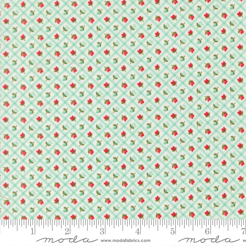 Bloomsberry - Aqua
